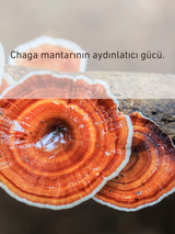 Pigmentia Aydınlatıcı ve Onarıcı Gece Serumu